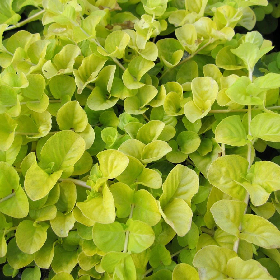 Lysimachia 'Creeping Jenny'  3
