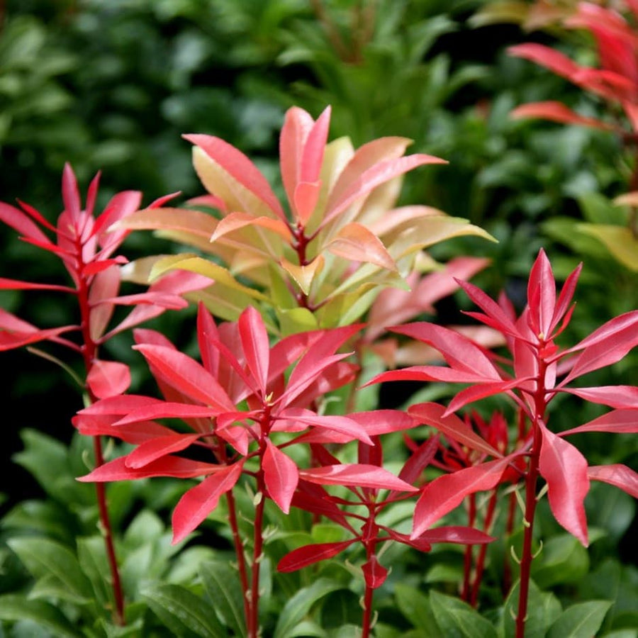 Pieris Japonica - 'Mountain Fire' (2 Plants) pl0000004241 2