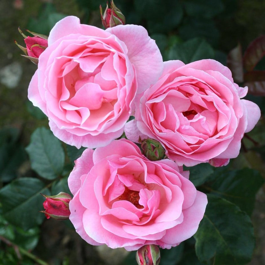 Rose Bush "Queen Elizabeth" pl0000077931 3