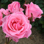 Queen Elizabeth Bare Root Rose  1