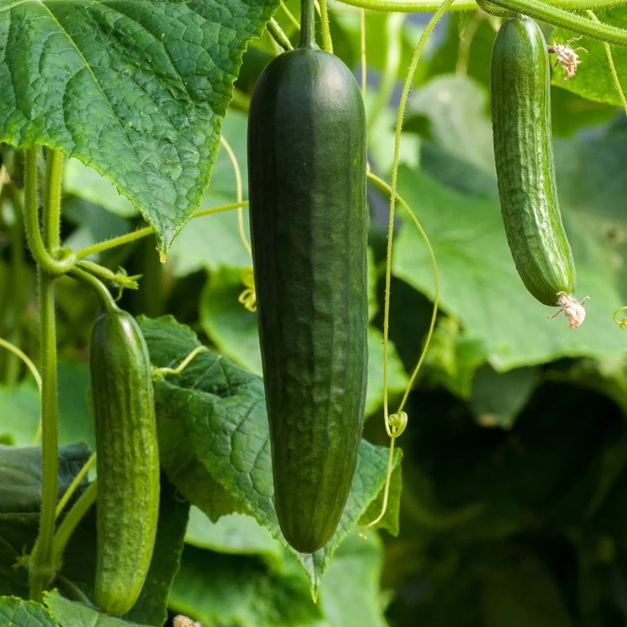 Cucumber Plant  7