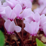 Cyclamen Hederifolium Pink  2