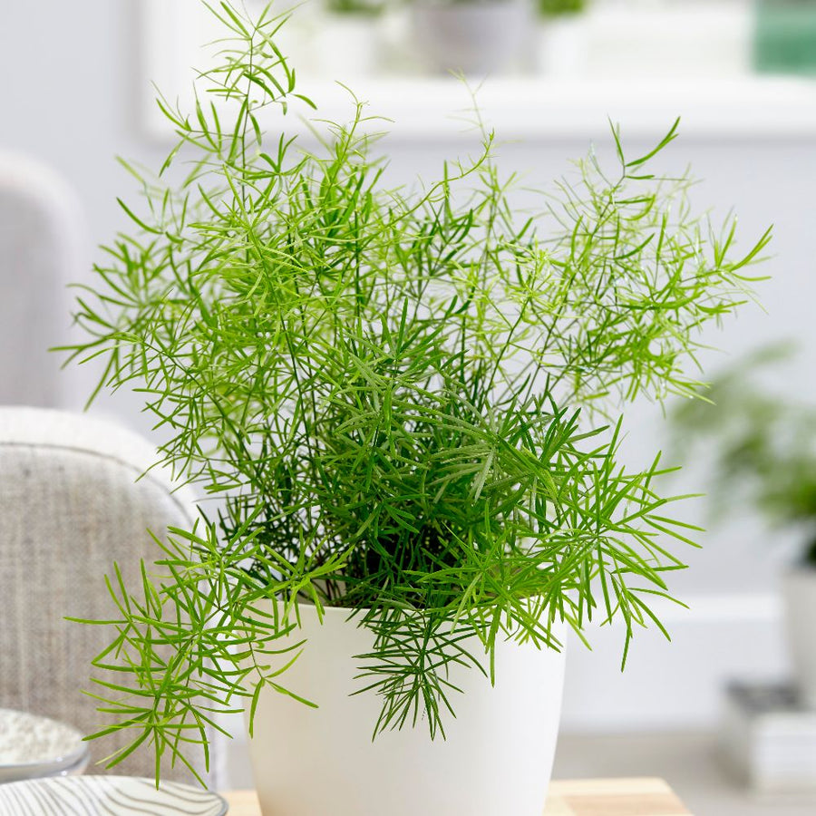 Asparagus Fern Sprengeri Houseplant pl2000028172_card_lg 1