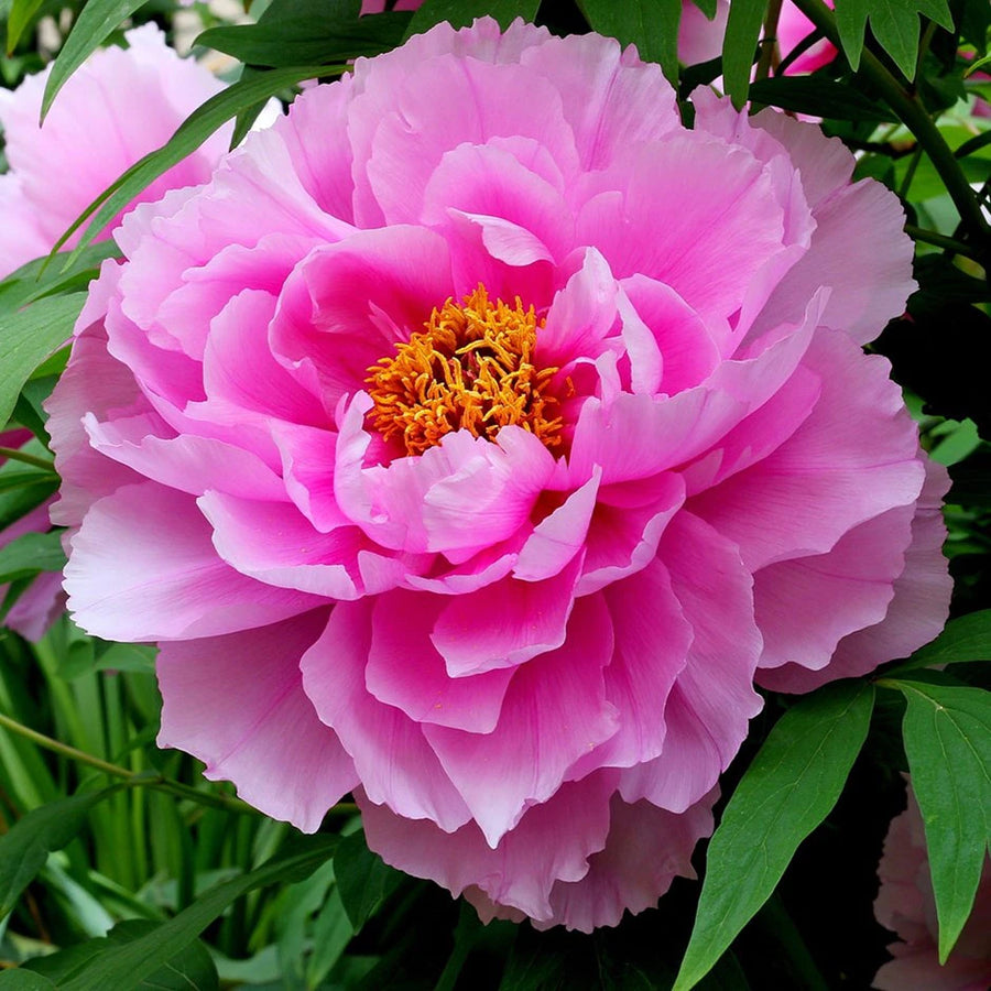 Tree Peony  6