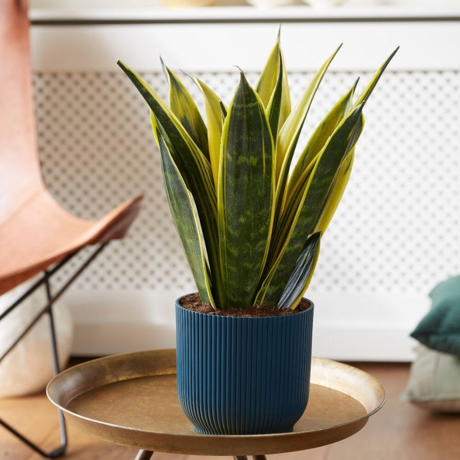 buy snake plant online uk Sansevieria Snake Plant