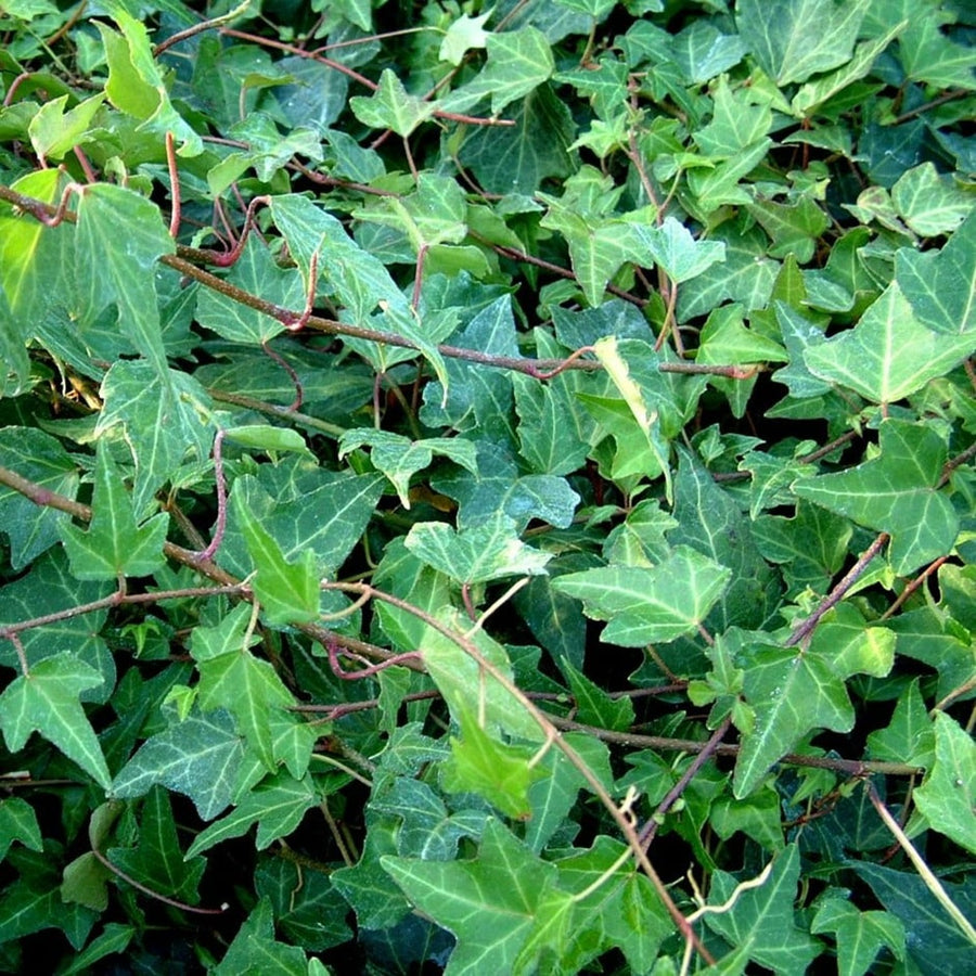 Mixed Hedera Helix Ivy Plants pl2000037441 1