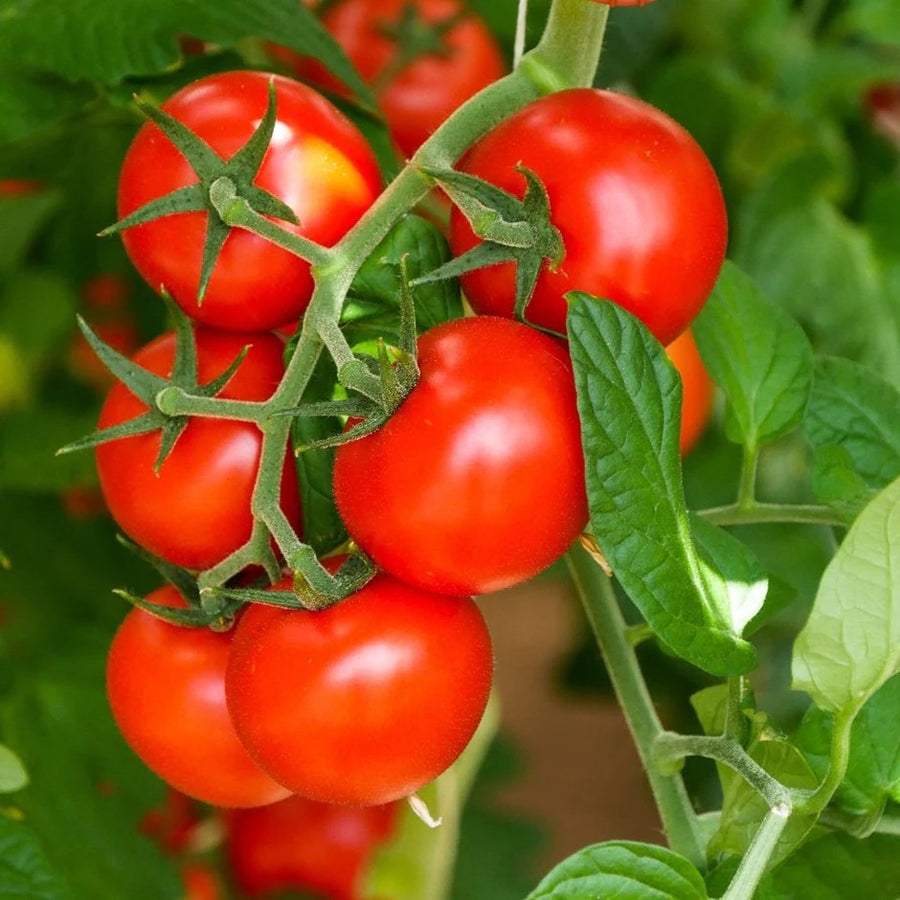 Tomato Plants  5