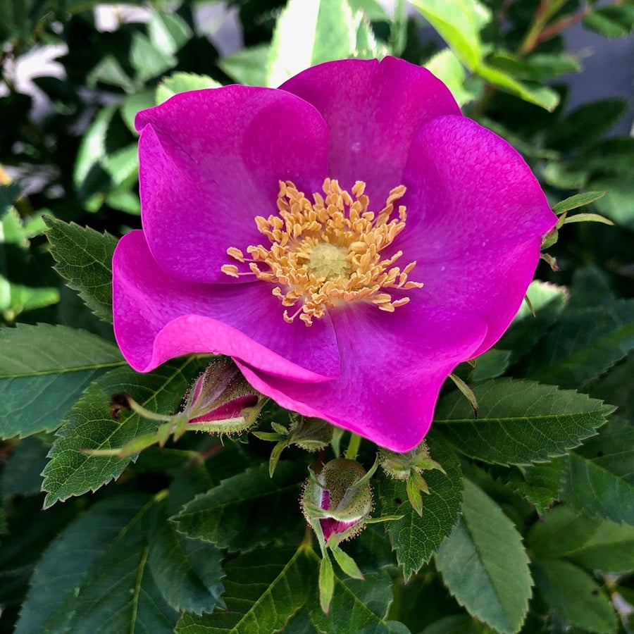 Rose (Rugosa) - 'Jam-a-Licious' Rose (Rugosa) - 'Jam-a-Licious' image1 1