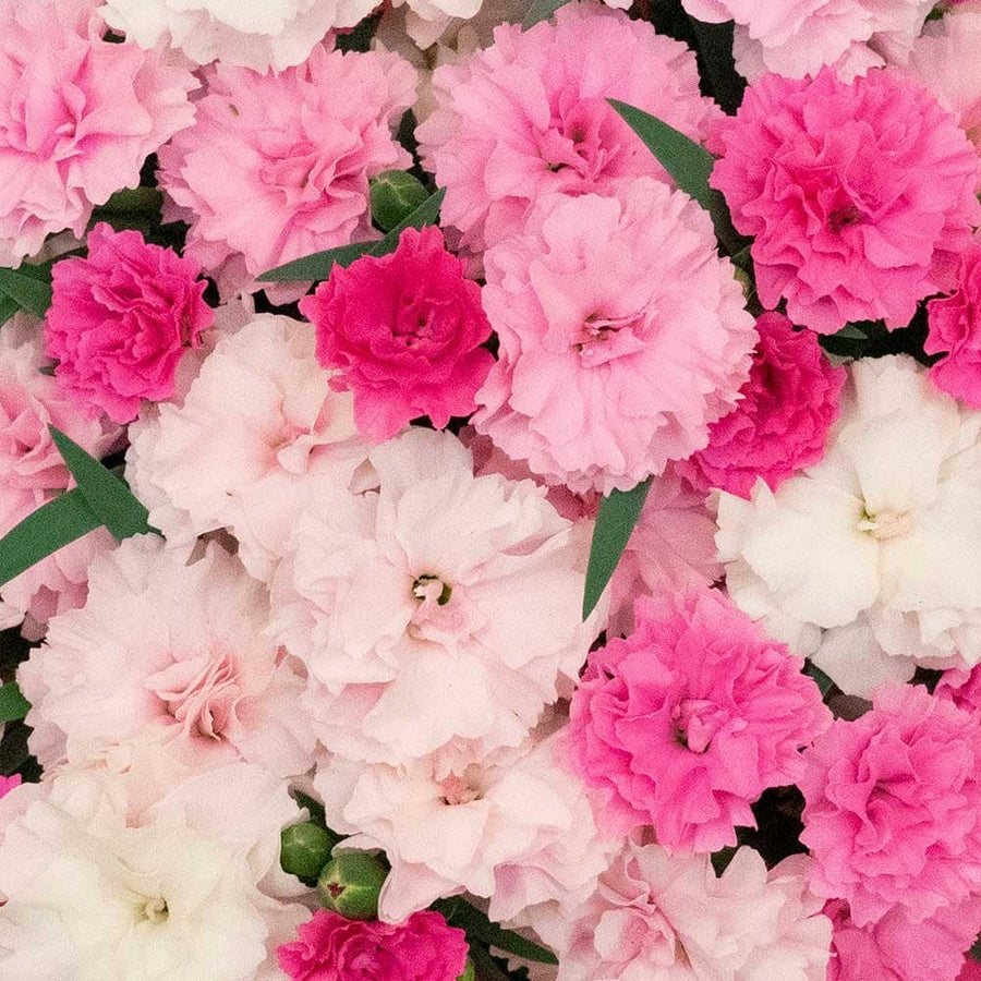 Dianthus I Love You Flowering Plant Dianthus I Love You Flowering Plant image2 2