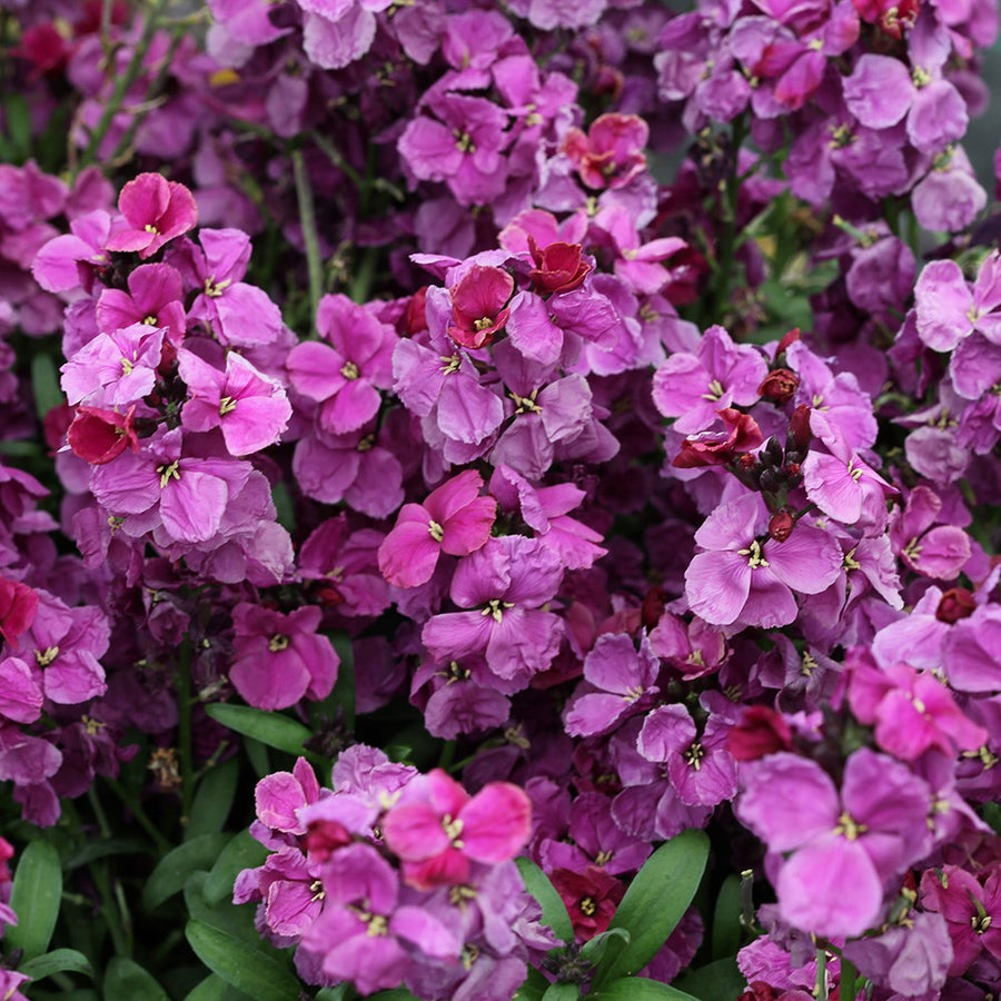 Erysimum Wallflower  4