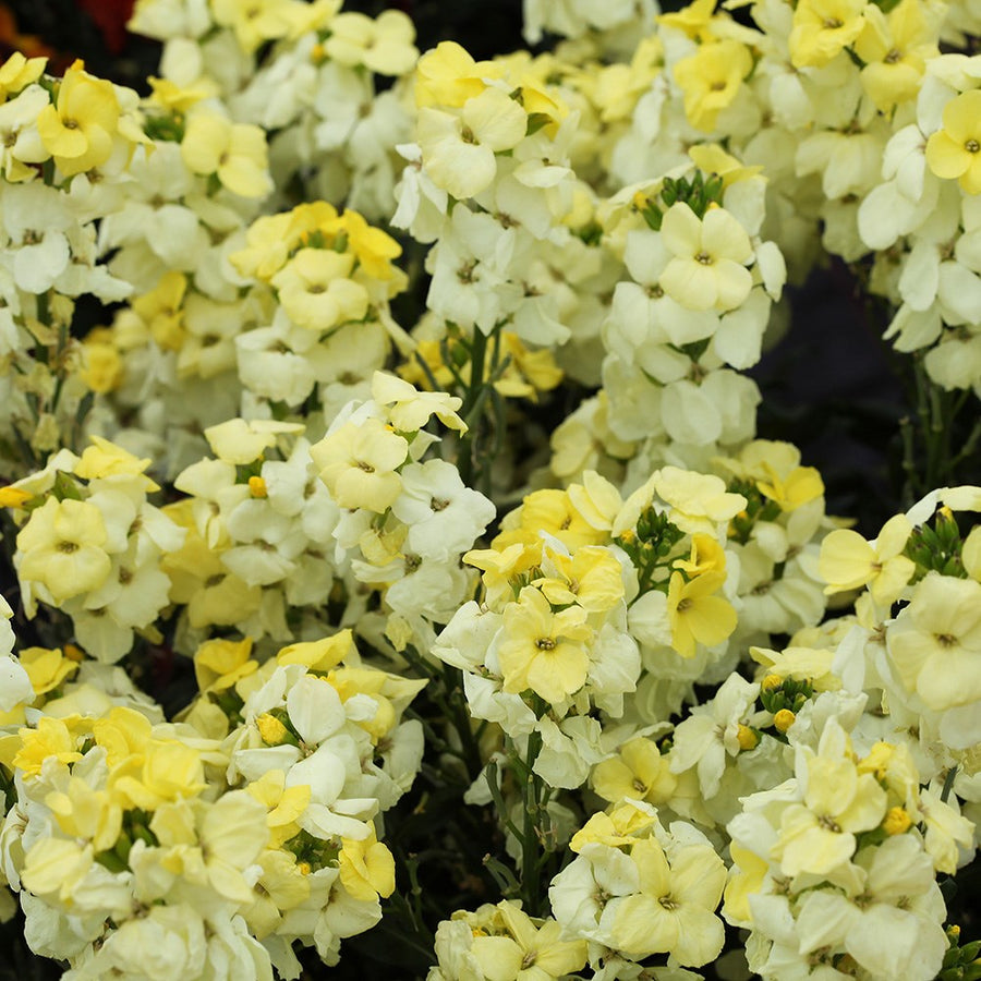 Erysimum Wallflower  3