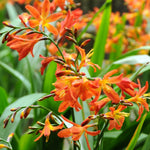 Crocosmia Carmine Brilliant  1