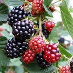 Blackberry Bush - Rubus Thornless  4