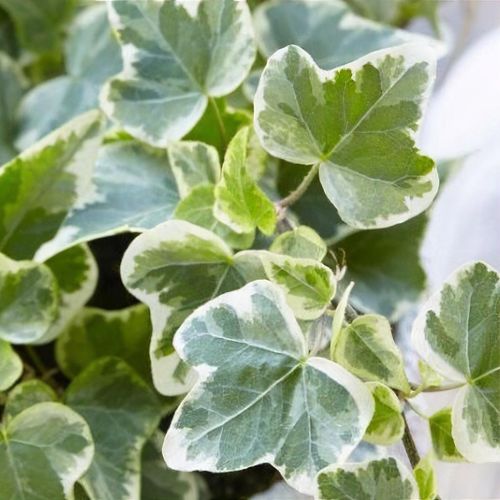 Mini Indoor Plant Mix plant_24800_shoot_20180129203732 3