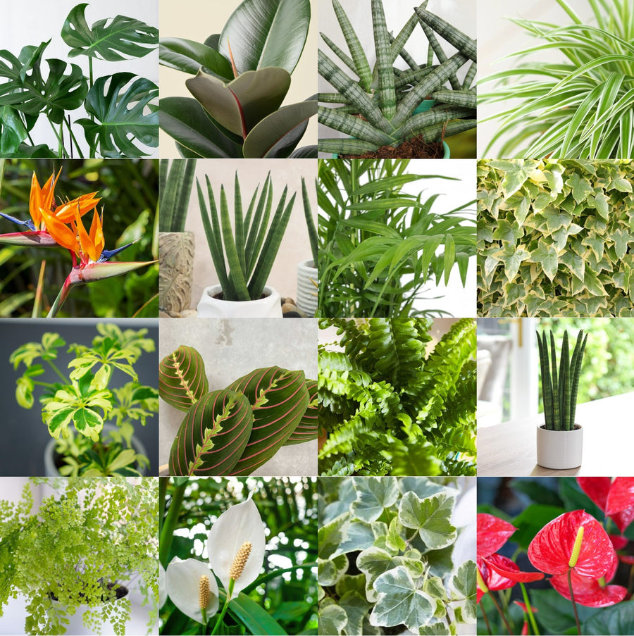 Mini Indoor Plant Mix plantmix 1