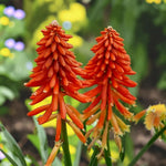 Kniphofia Poco Sunset  2