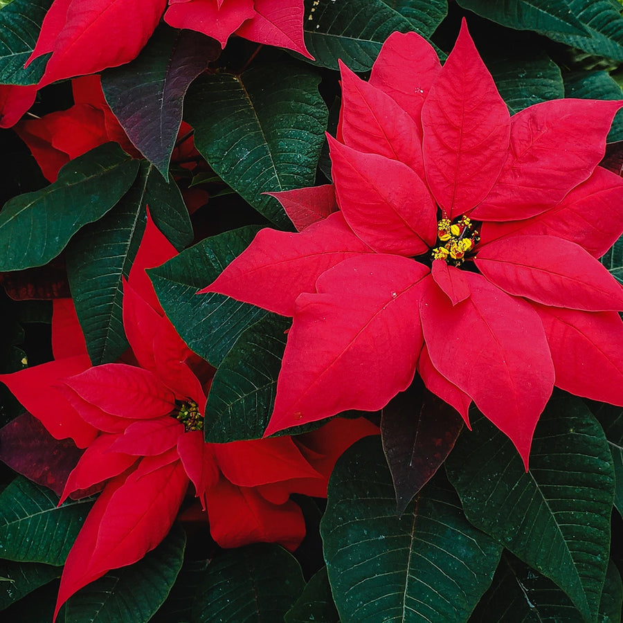 Mini Poinsettia Plants  2