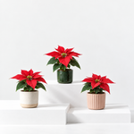 Mini Poinsettia Plants  1