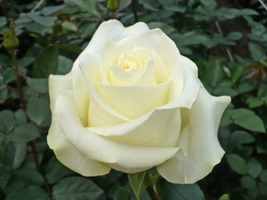White Rose Bush - Polar Star polarstar 1