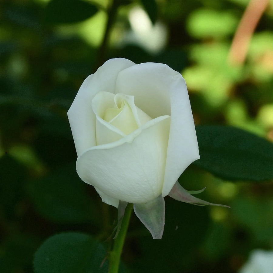 Polar Star Bare Root Rose  2
