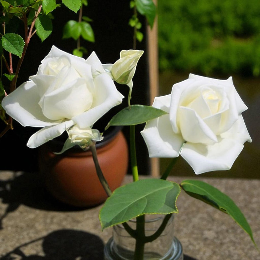 Polar Star Bare Root Rose  3