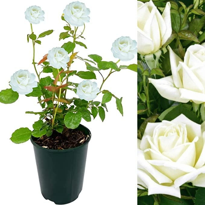 White Rose Bush - Polar Star polarstarrose 2