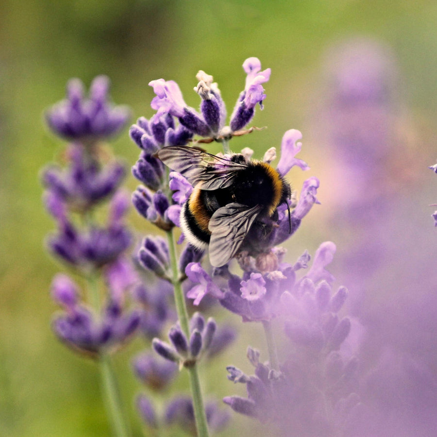 pollinator friendly