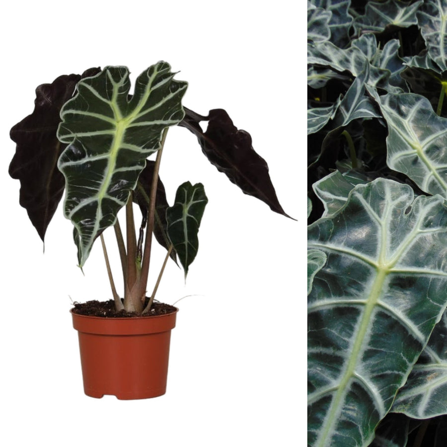 Alocasia 'Polly' polly 2