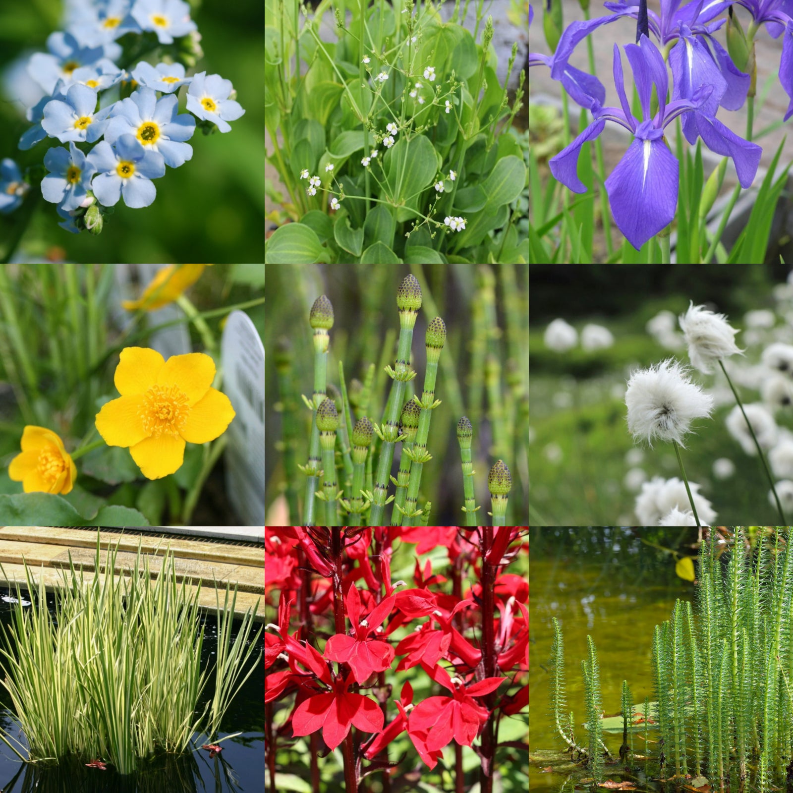 Pond Plant Mix