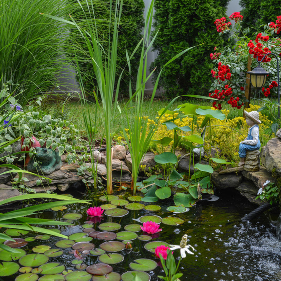 Pond Plant Mix A low-angle shot of a garden pond with lily pads and pink flowers, framed by a variety of green plants and a stone border. A statue of a child is positioned on the right, and red roses are visible in the background. 2