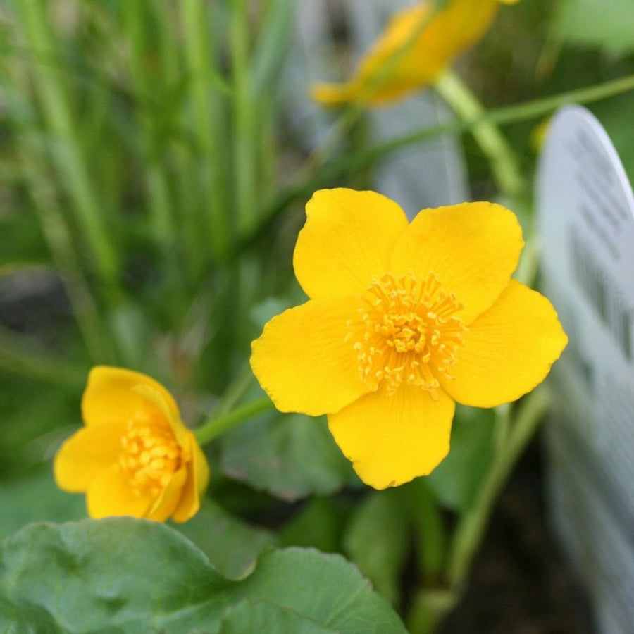 Pond Plant Mix Two bright yellow Marsh Marigold flowers, one larger and in focus, the other slightly smaller and to the left, against a blurred background of green leaves and a hint of grey. 3