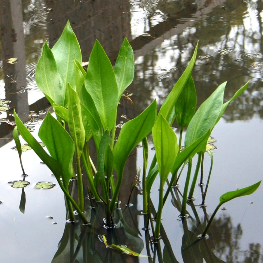 Pond Plant Mix A close-up shot of an aquatic plant with pointed, green leaves emerging from dark, reflective water. 4