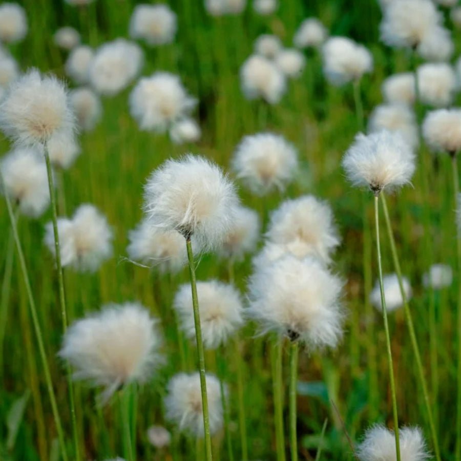 Pond Plant Mix Cotton grass with white, fluffy seed heads in sharp focus, standing out against a soft, green background of grass and blurred seed heads. 5