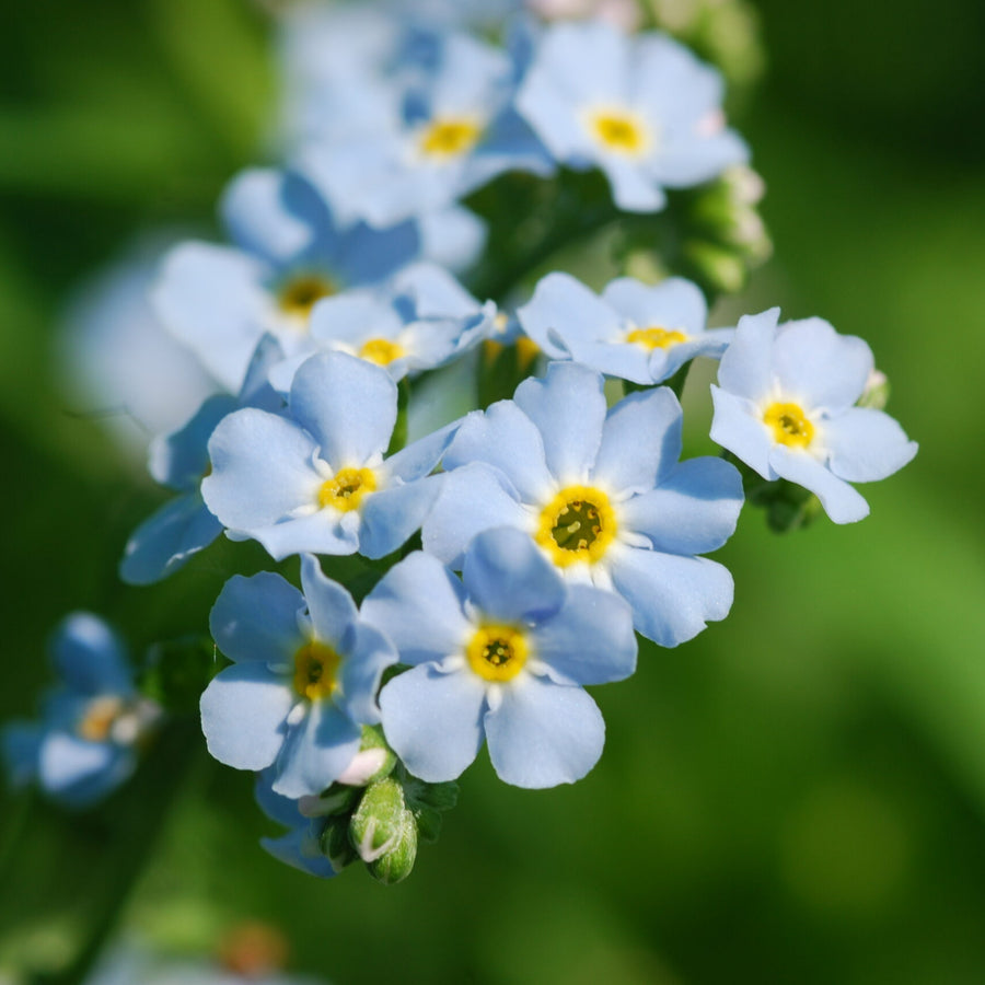 Pond Plant Mix A cluster of pale blue forget-me-not flowers with bright yellow centres, in sharp focus against a blurred green background. 6