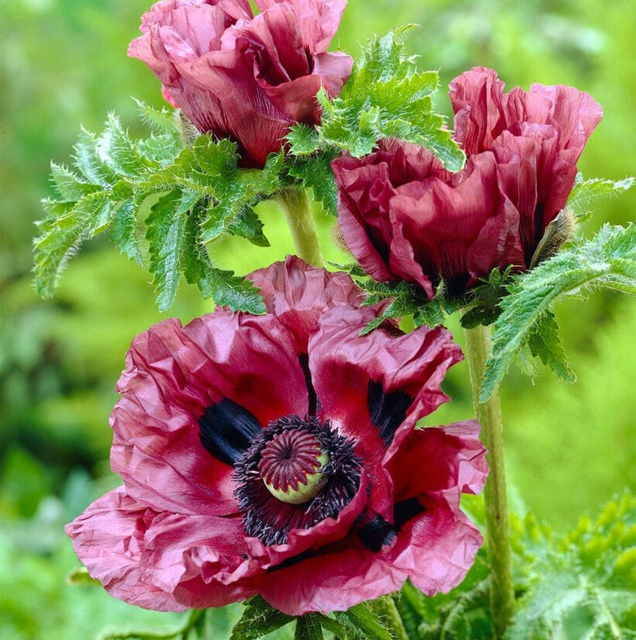 Poppy Plant - Harlem poppyharlem 1