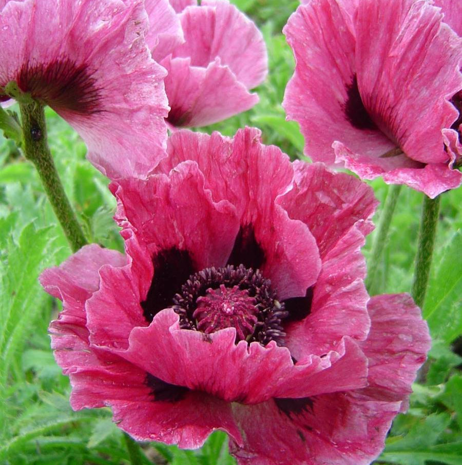 Poppy Plant - Harlem poppyharlem1 6