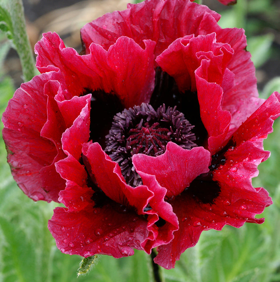 Poppy Plant - Harlem poppyharlem2 3