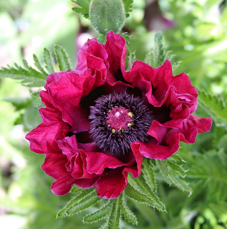 Poppy Plant - Harlem poppyharlem3 5