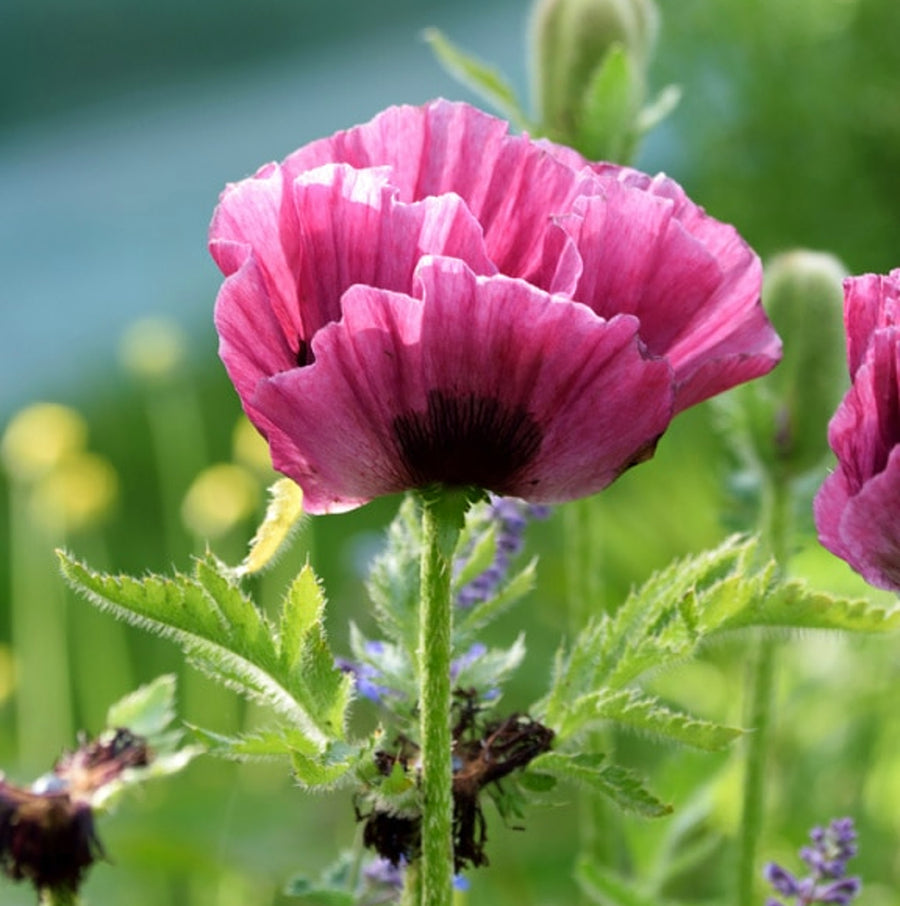 Poppy Plant - Harlem poppyharlem4 4