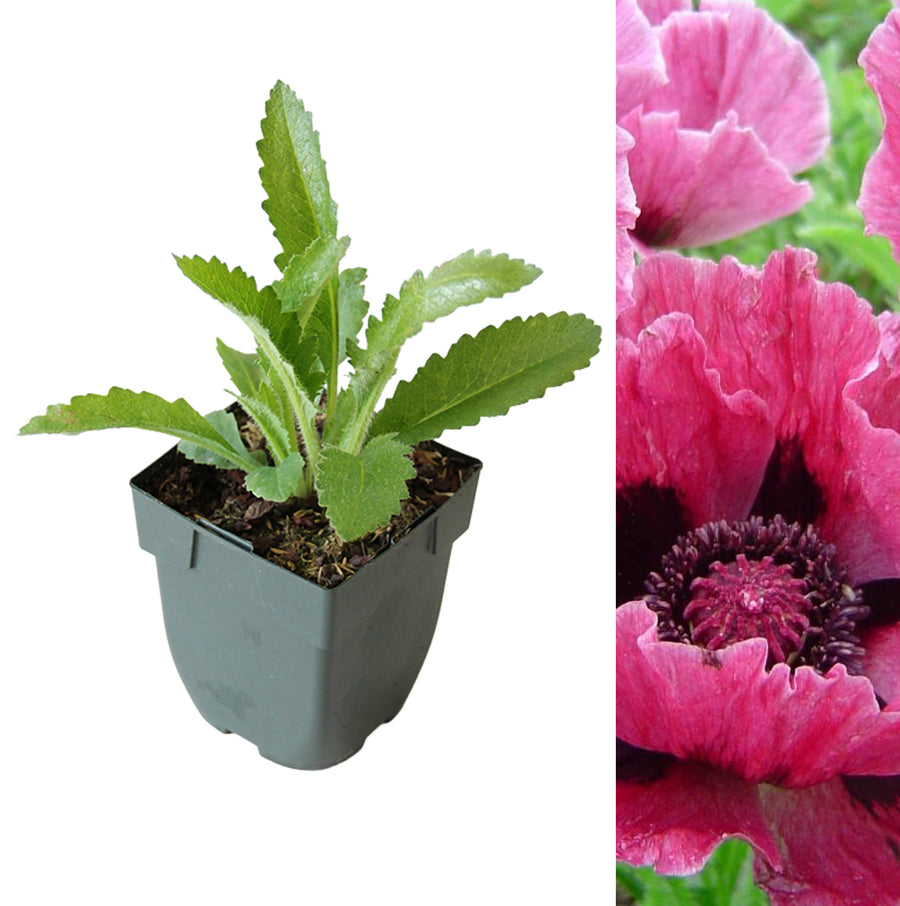 Poppy Plant - Harlem poppyharlem5 2