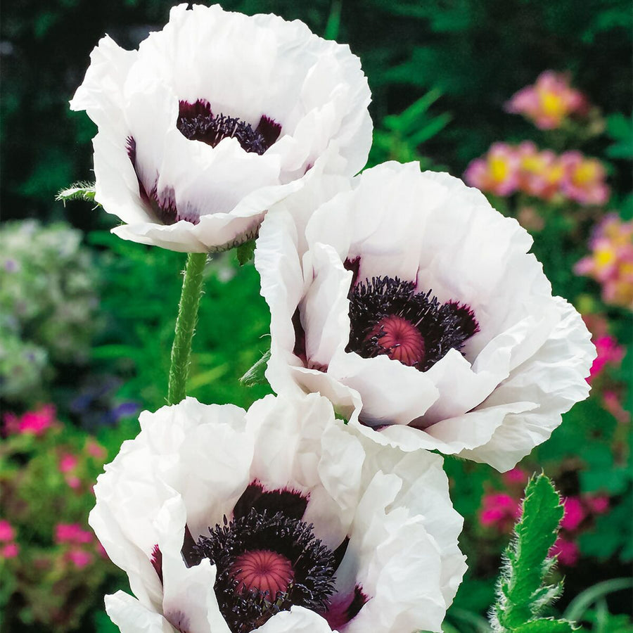 Poppy Plant - Perry's White poppyperryswhite 1