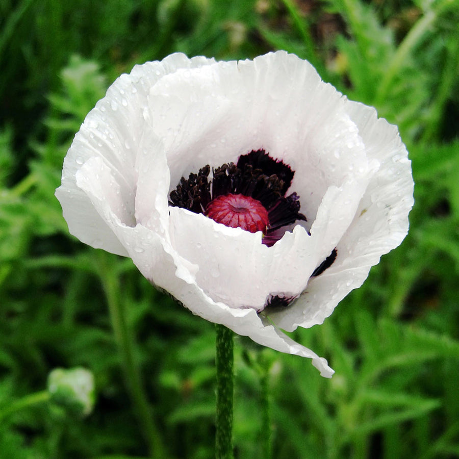 Poppy Plant - Perry's White poppyperryswhite1 5