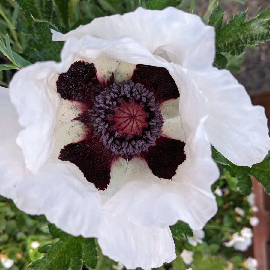 Poppy Plant - Perry's White poppyperryswhite2 3