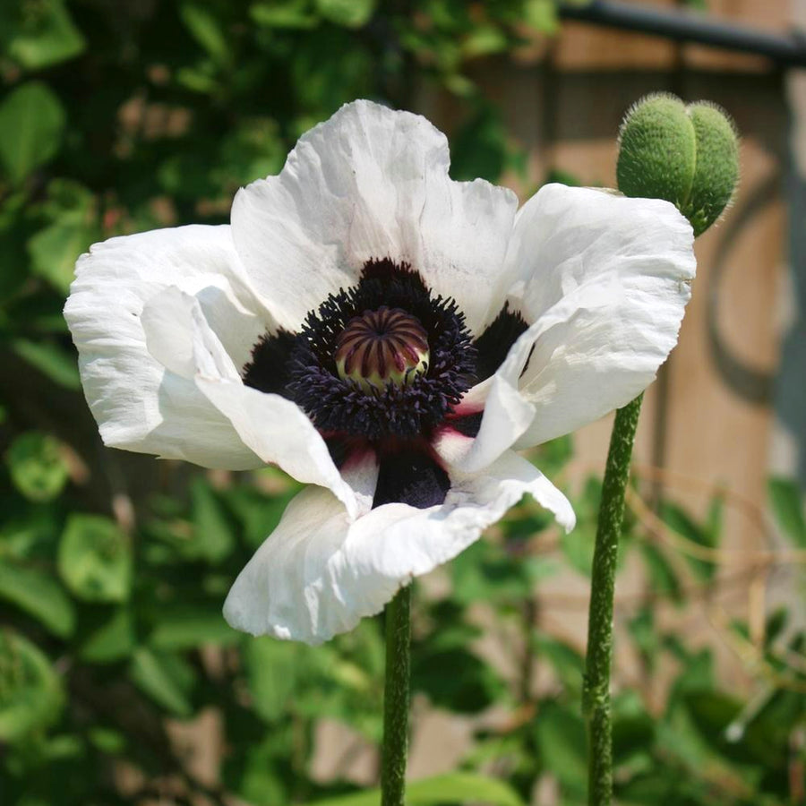 Poppy Plant - Perry's White poppyperryswhite3 4