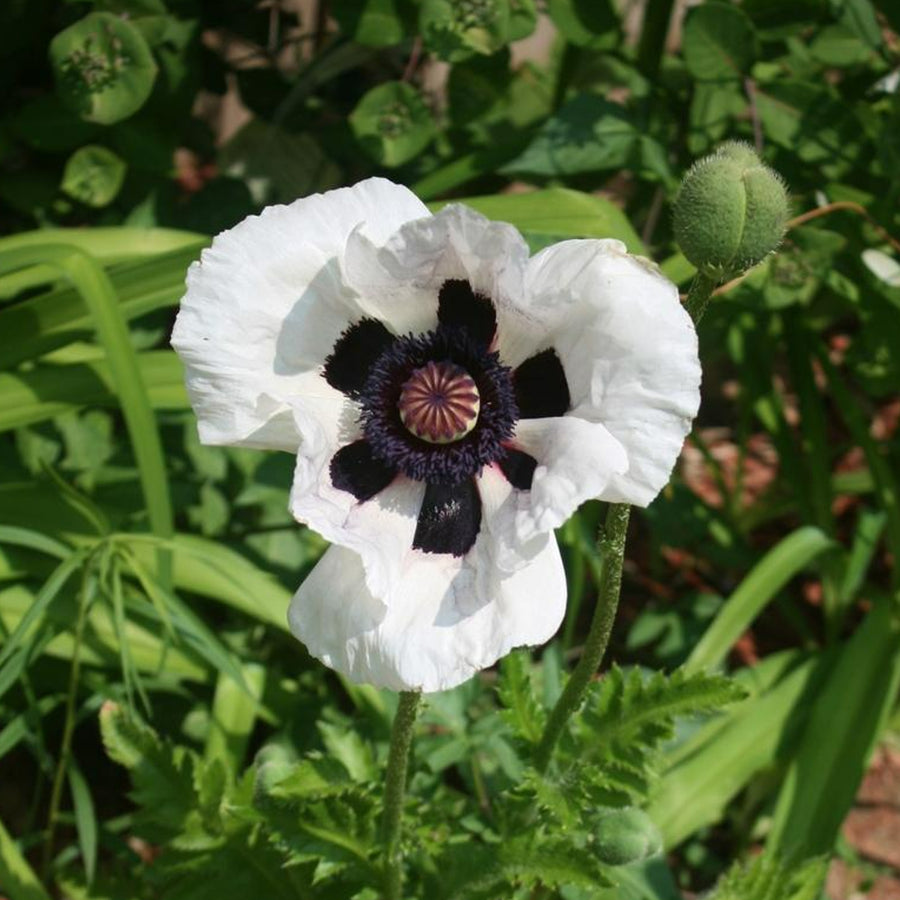Poppy Plant - Perry's White poppyperryswhite4 6