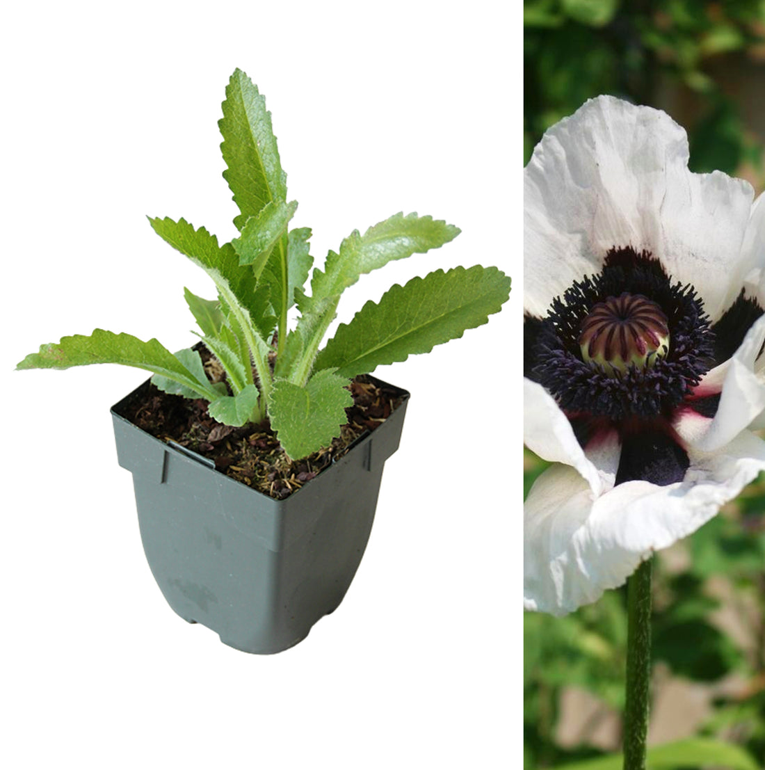 Poppy Perry Poppy Plant - Perry's White