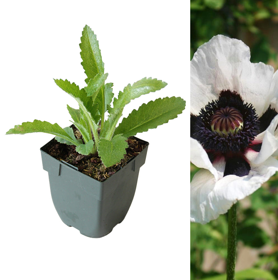 Poppy Plant - Perry's White poppyperryswhite5 2