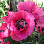 Poppy Bare Root Mix  3