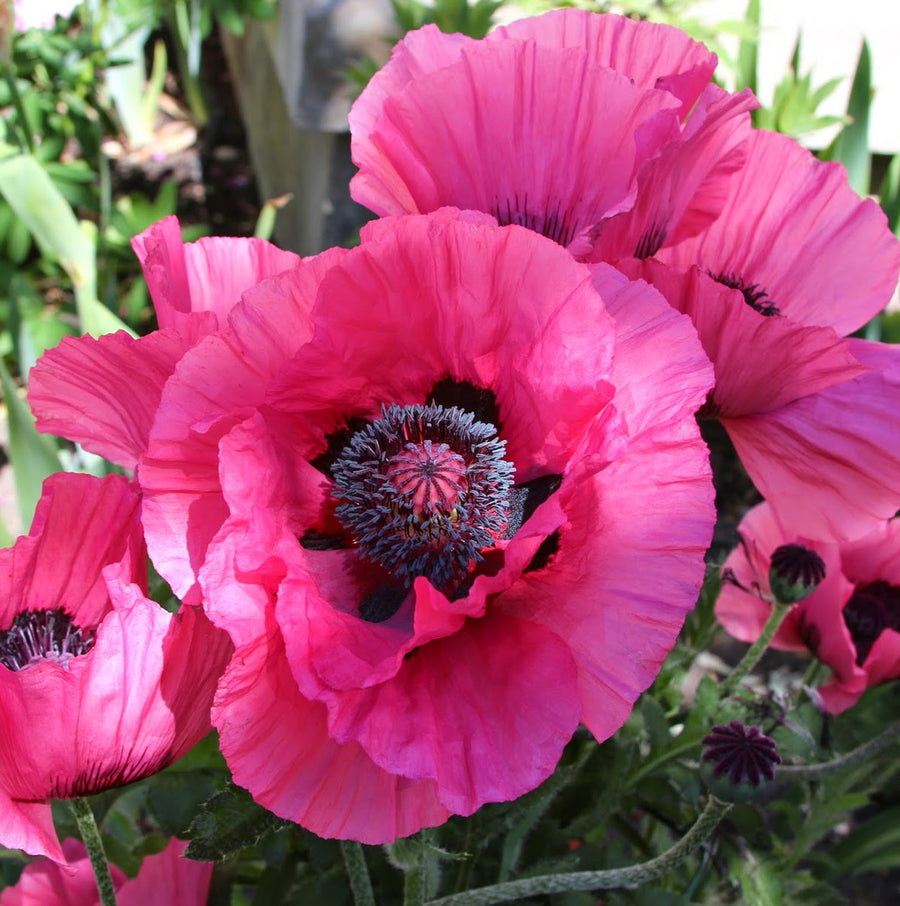 Poppy Bare Root Mix  3
