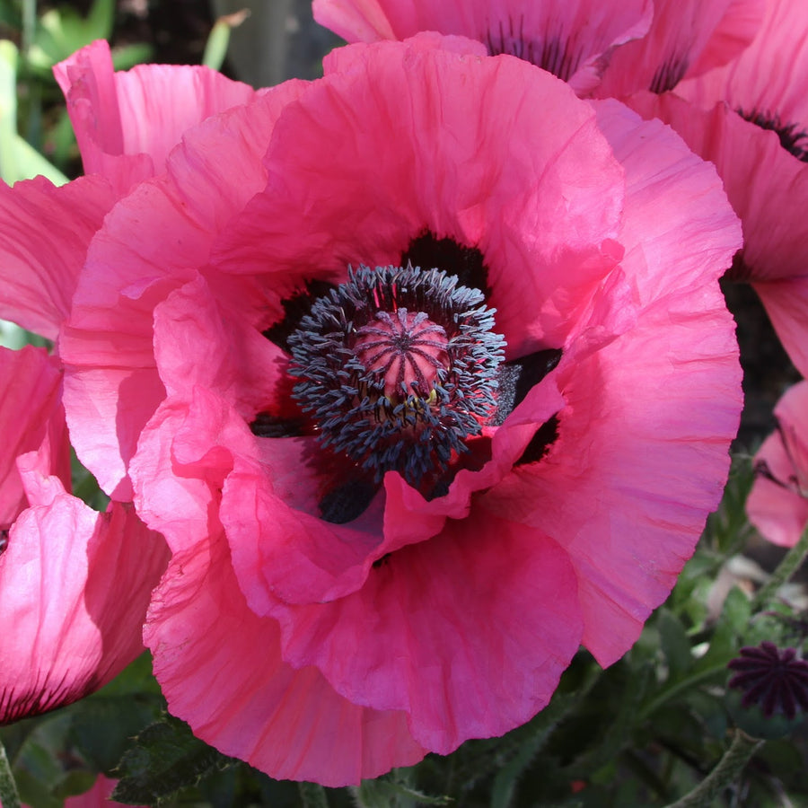 Poppy Plant - Raspberry Queen poppyraspqueen1 1